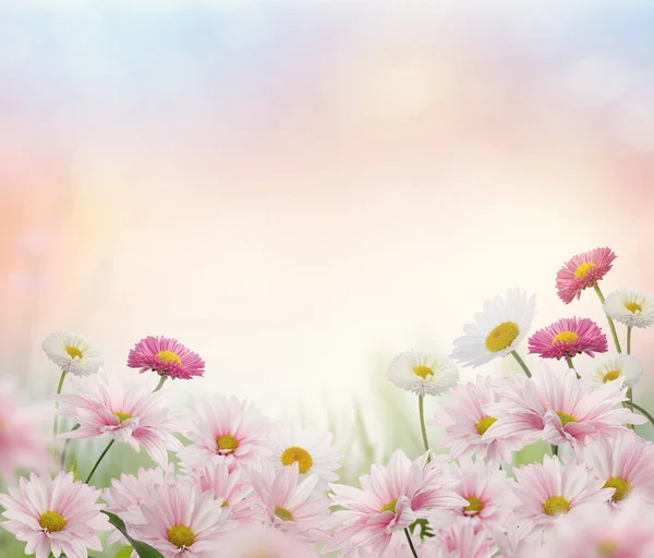 Rosa und weiße Blumen blühen — Stockfoto