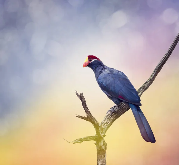 Ross turako perching — Stockfoto