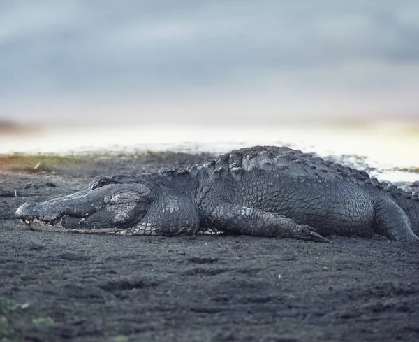 Stor amerikansk alligator — Stockfoto