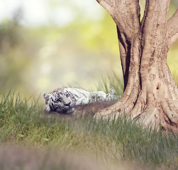 Beyaz Kaplan dinlenme — Stok fotoğraf