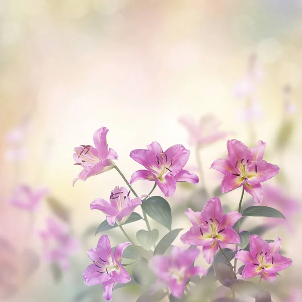 Flores de lírio rosa flor — Fotografia de Stock
