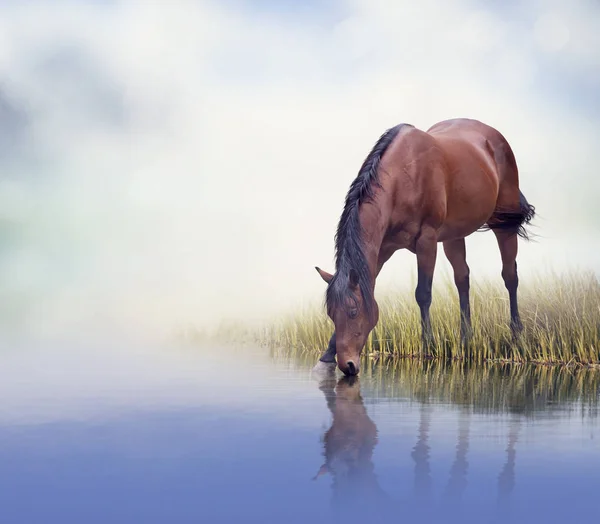 茶色の馬は水を飲む — ストック写真