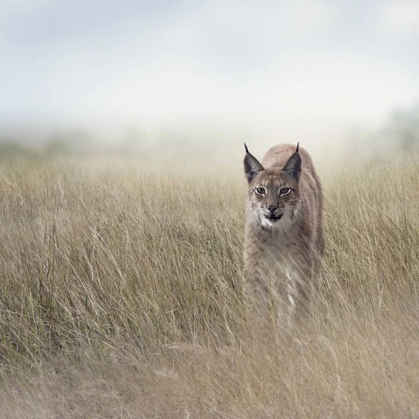 Jonge Lynx In het grasland — Stockfoto