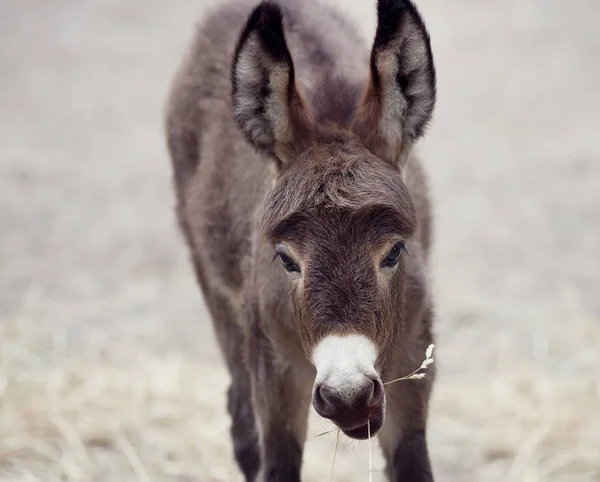 Baby donkey mule — Stock Photo, Image