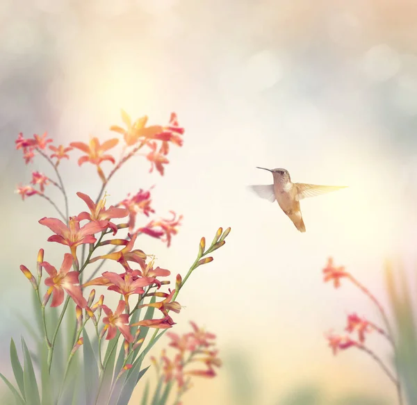 Crocosmia blommor och en kolibri — Stockfoto