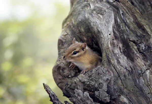 Streifenhörnchen guckt aus einem Baumloch — Stockfoto