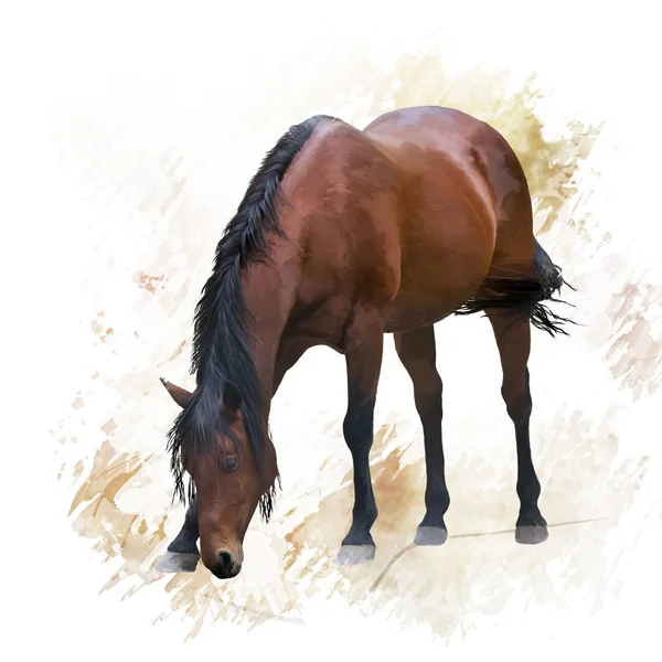 褐色的马画像 — 图库照片