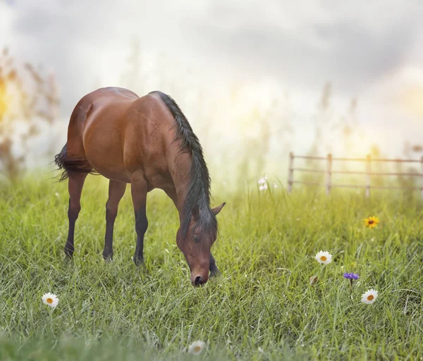 Cavalo marrom em um campo — Fotografia de Stock