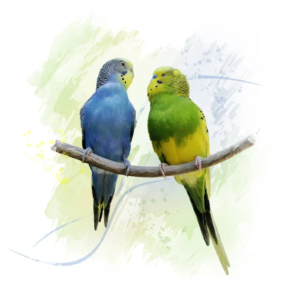 Due pappagalli Budgerigars acquerello — Foto Stock