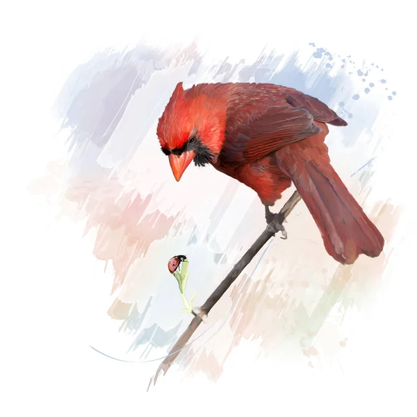 Hombre Northern Cardinal acuarela — Foto de Stock