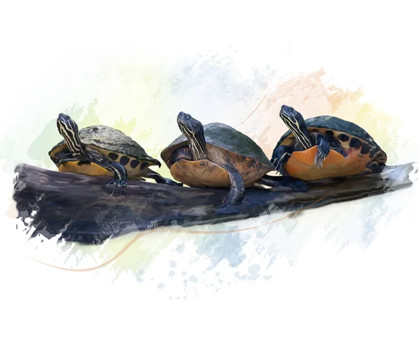 Florida Turtles watercolor — Stock Photo, Image