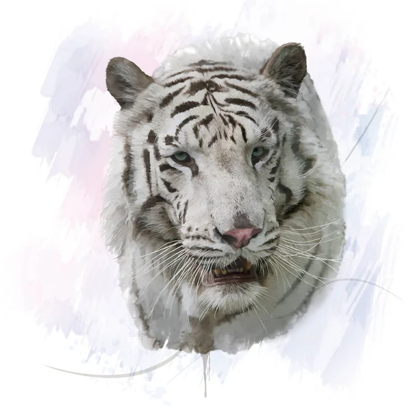 Acquerello tigre bianco — Foto Stock