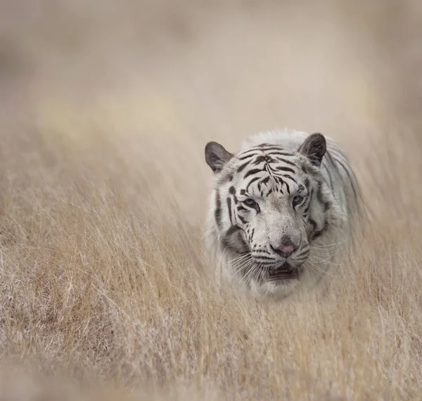 Tigre Branco na pastagem — Fotografia de Stock