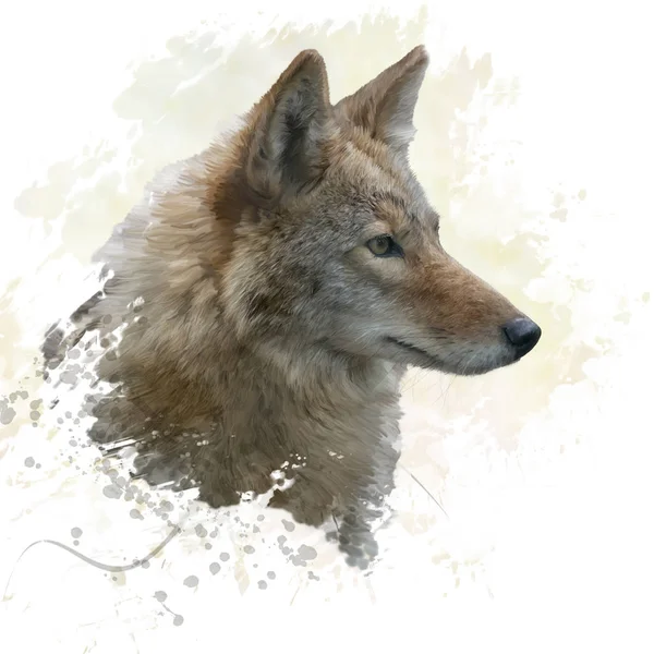 Coyote hoofd aquarel — Stockfoto