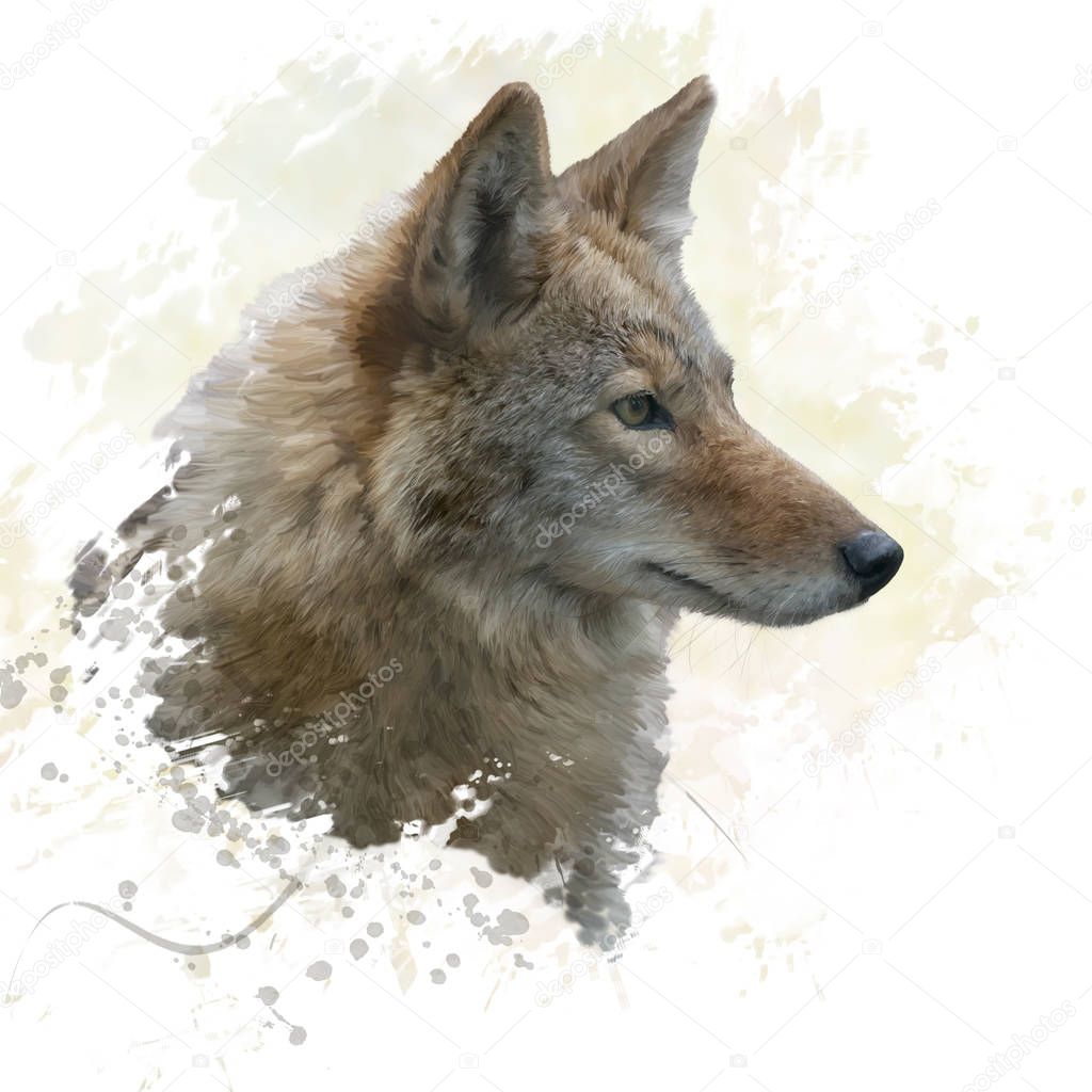 Coyote head watercolor