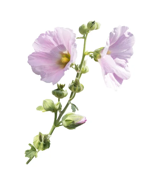 Roze Hollyhock bloemen — Stockfoto