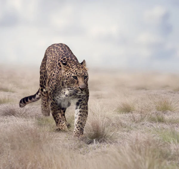 Leopard wandelen in het gras — Stockfoto