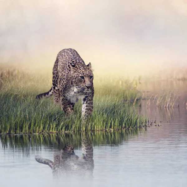 Леопард в траве у воды — стоковое фото