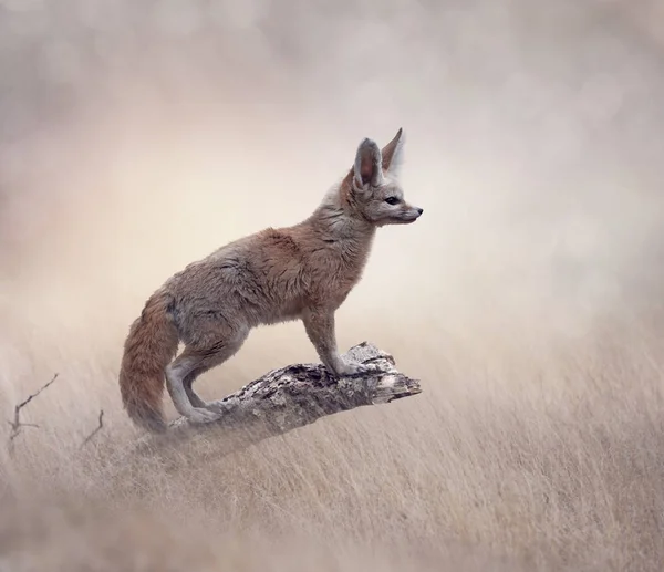 Fennec 여우 나무에 — 스톡 사진