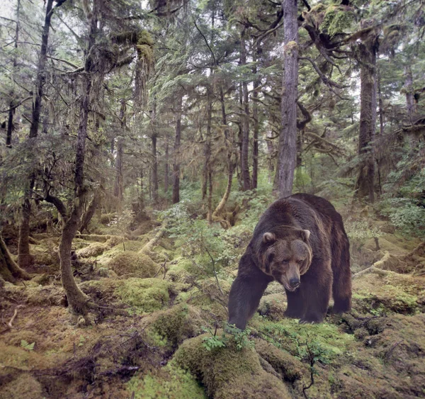 Бурий ведмідь, ходьба — стокове фото