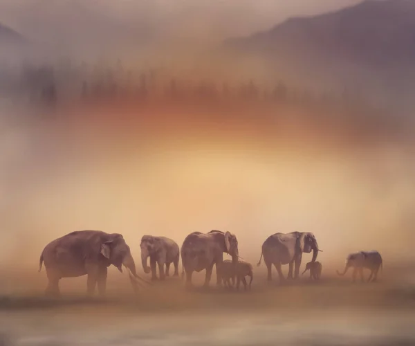 日没時の象 — ストック写真