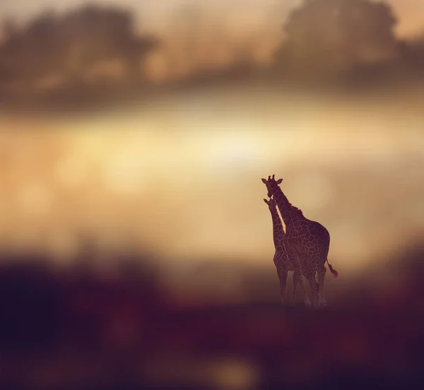 Girafas ao pôr do sol — Fotografia de Stock