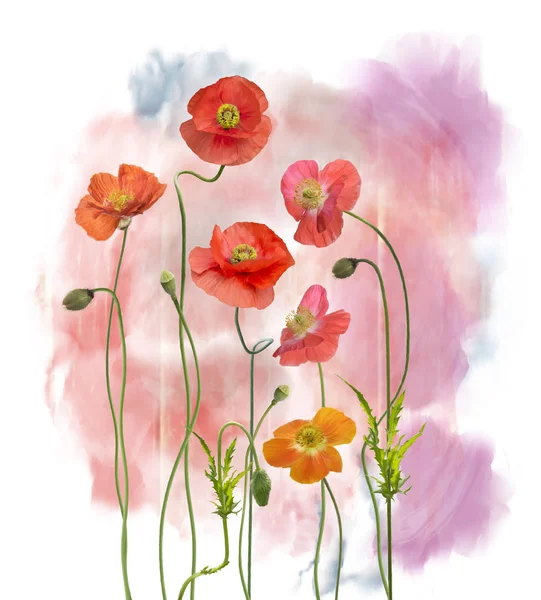 Poppy Flowers watercolor — Stock Photo, Image