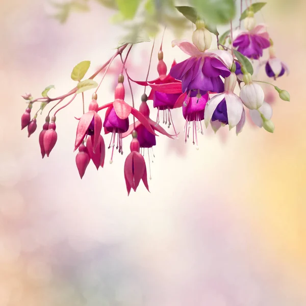 Fleurs Fuchsia Rouge et Violette — Photo