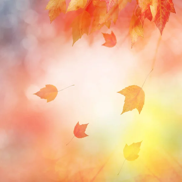 Podzimní abstraktní pozadí — Stock fotografie