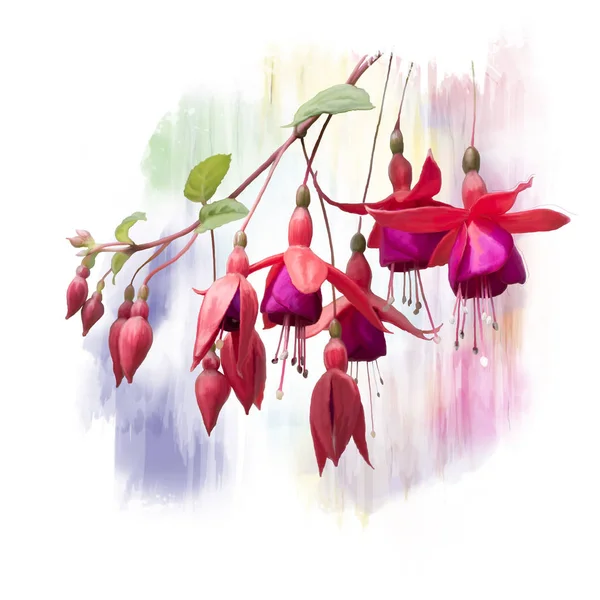 Röda Fuchsia blommor akvarell — Stockfoto
