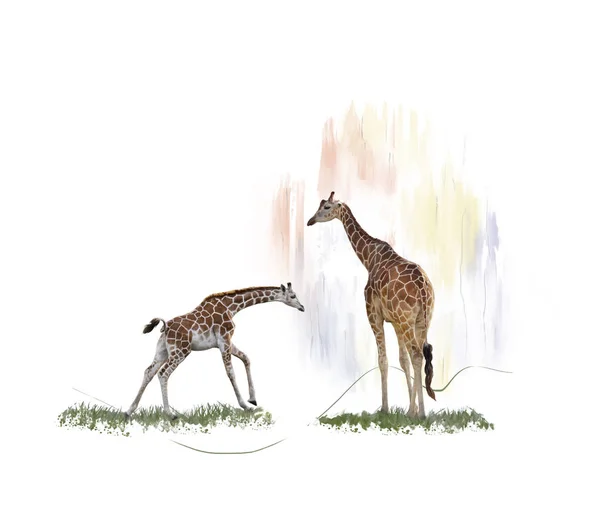 Duas girafas aquarela — Fotografia de Stock