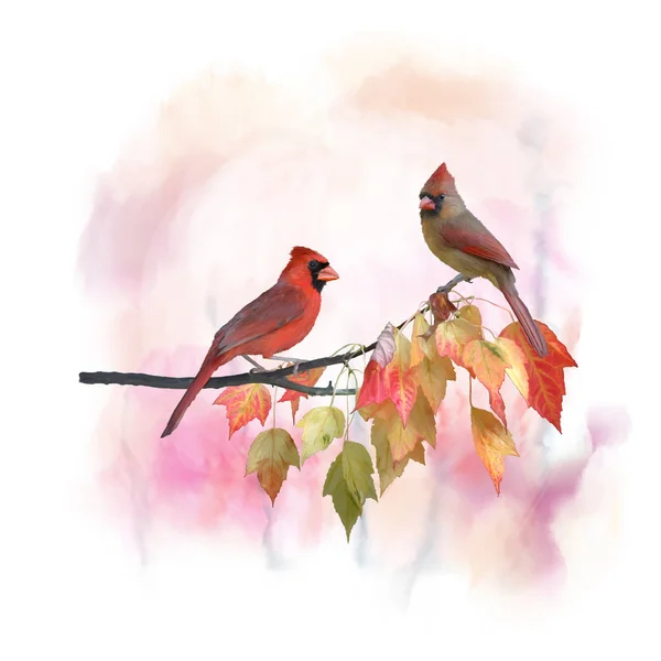 Male and Female Northern Cardinals watercolor — Stock Photo, Image
