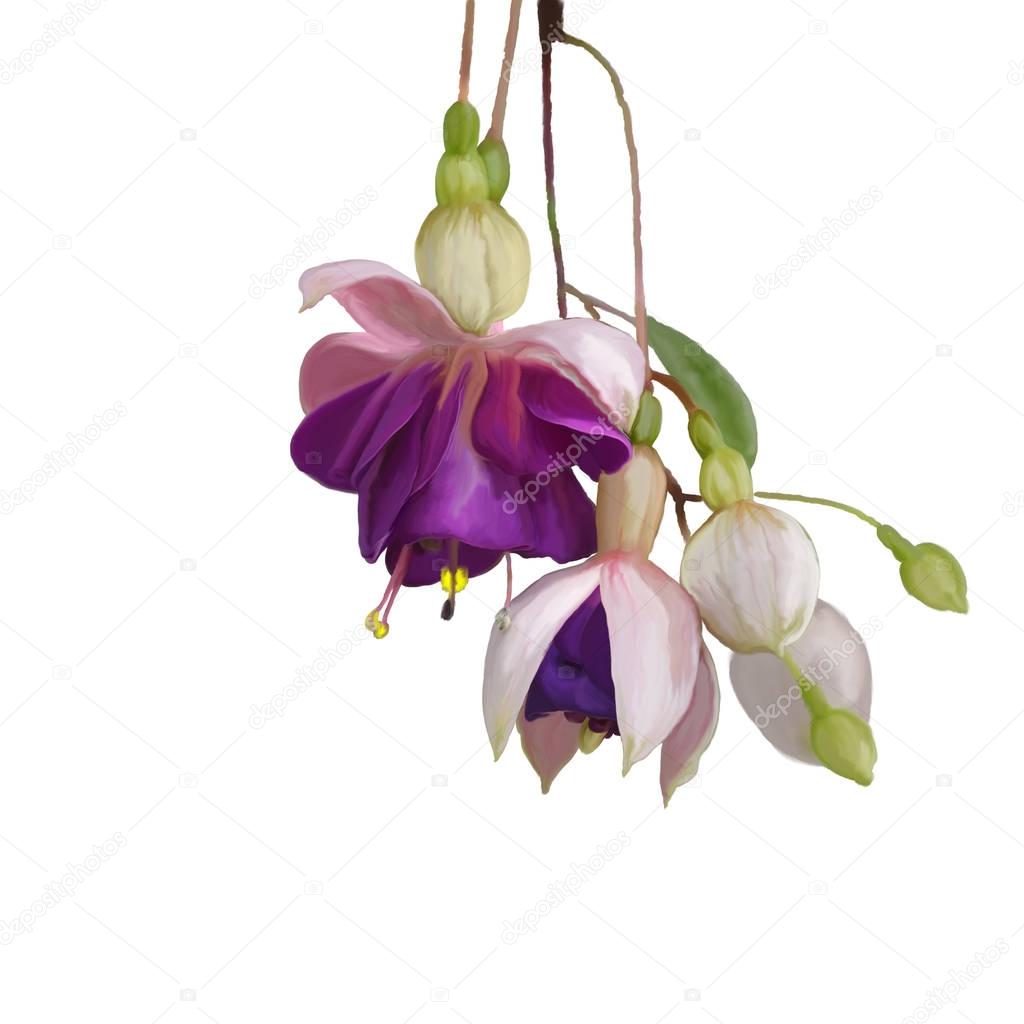  Fuchsia Flowers watercolor