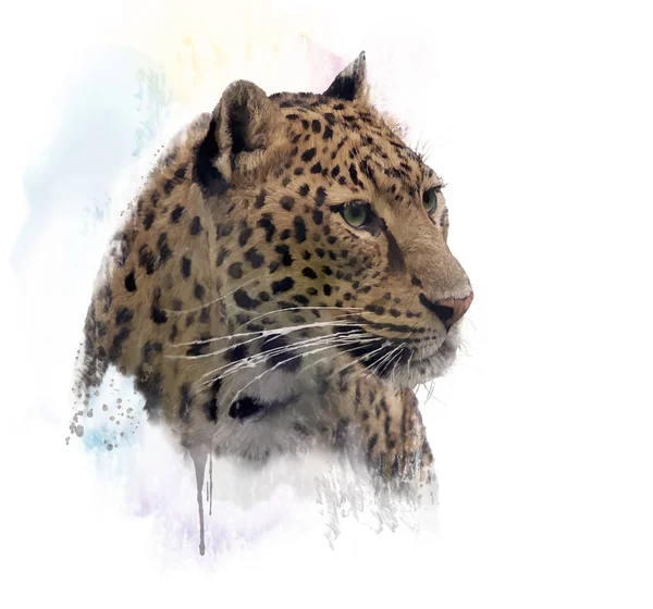 Leopar portre suluboya