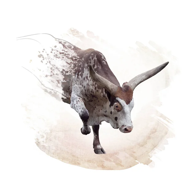 Bruine en witte longhorn steer aquarel — Stockfoto