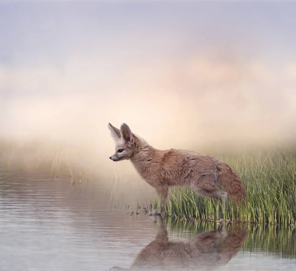 Fennec Fox nära vatten — Stockfoto