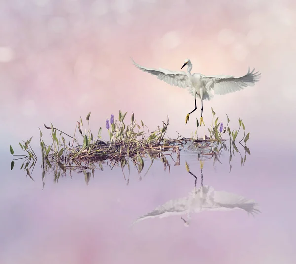 Snowy Egret in vlucht over lake — Stockfoto