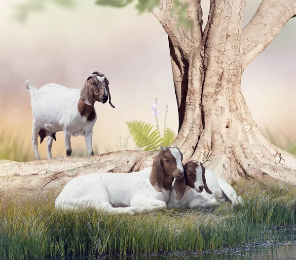 Boer keçileri anne ve bebekler — Stok fotoğraf