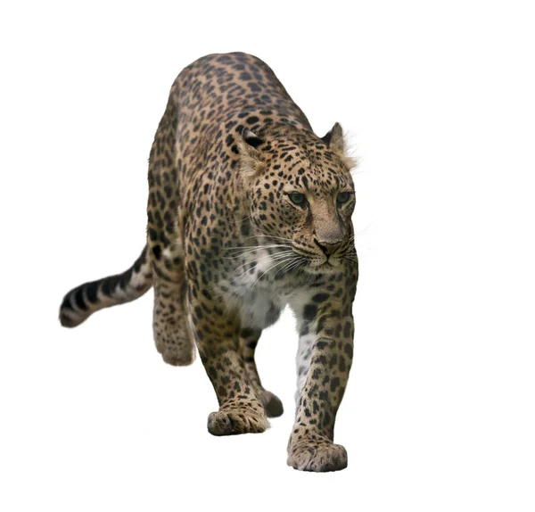 Retrato de leopardo aislado en blanco — Foto de Stock