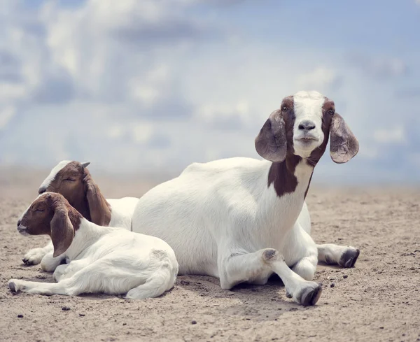 Boer geiten moeder en baby 's — Stockfoto