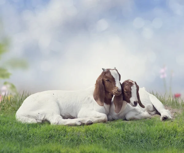 2 つの若い Boer ヤギ — ストック写真