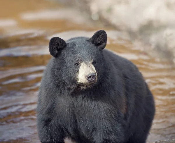 Zwarte beer in water — Stockfoto