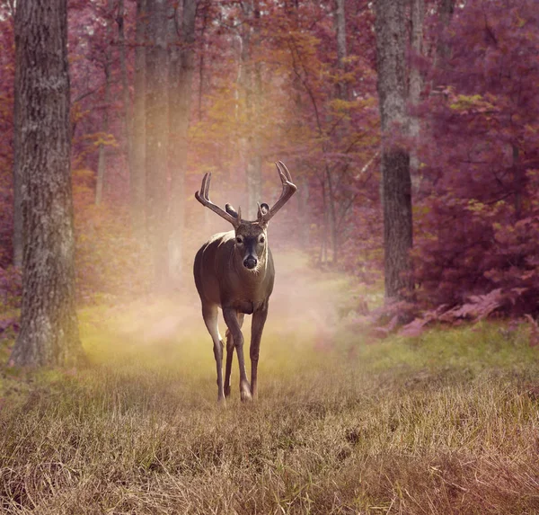 Jelenie w lesie jesienią — Zdjęcie stockowe