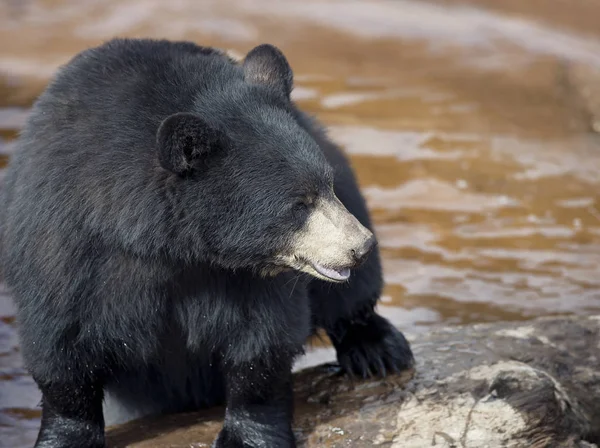 Zwarte beer in de buurt van water — Stockfoto