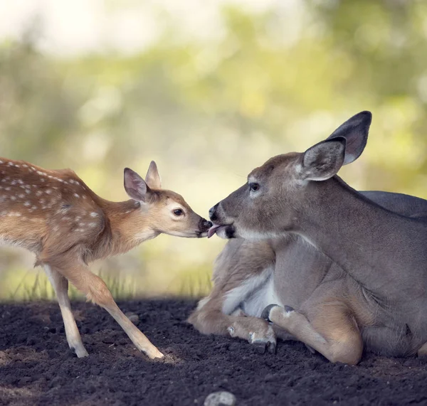 White-tailed doe with  her  fawn — Stock Photo, Image