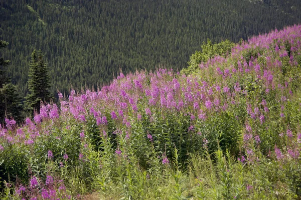 Аляскинский пейзаж с огненными цветами — стоковое фото