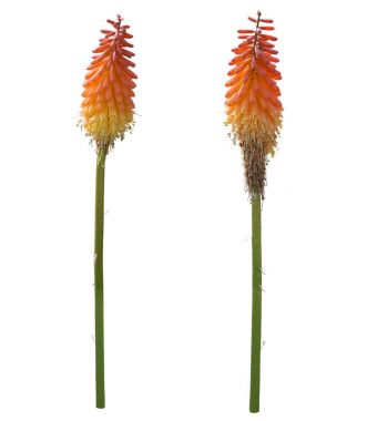 Kniphofia veya kırmızı sıcak Poker çiçek