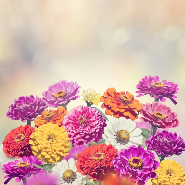 Flores de Zinnia floreciendo — Foto de Stock