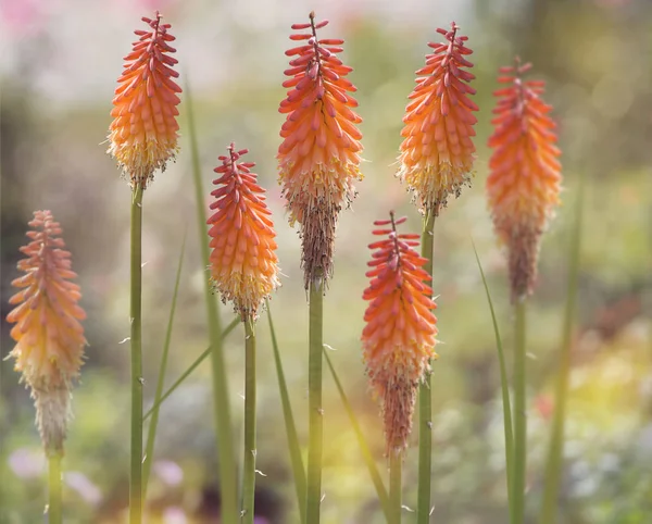 Red Hot Poker flowers  or kniphofia — Stock Photo, Image