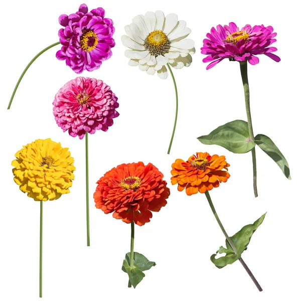 Zinnia flowers blooming — Stock Photo, Image
